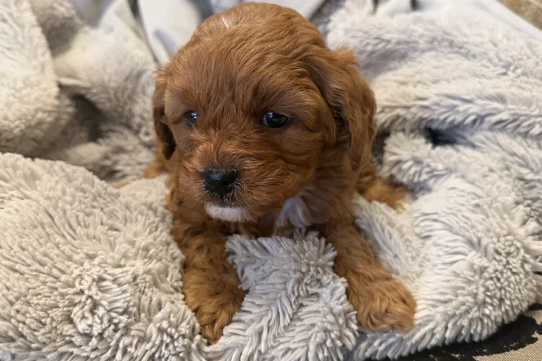 Cavapoo