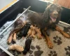 Cockapoo