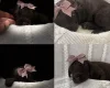 Cockapoo