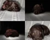 Cockapoo