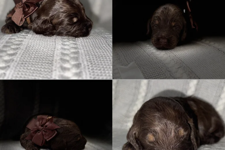 Cockapoo