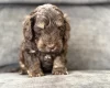 Cockapoo