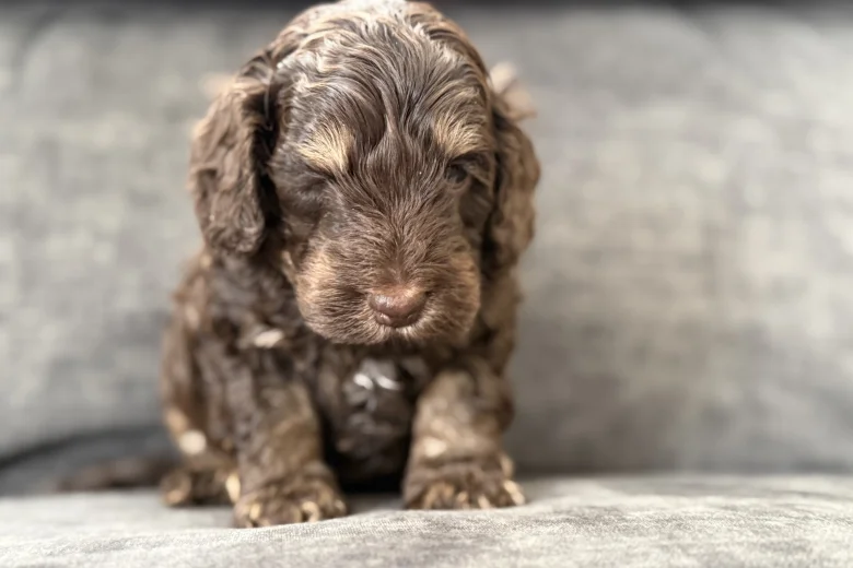 Cockapoo