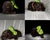 Cockapoo