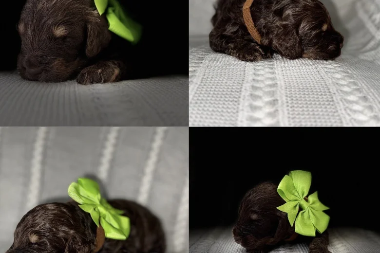 Cockapoo