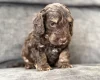 Cockapoo