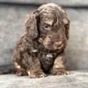 Cockapoo