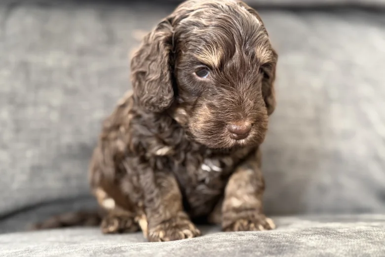 Cockapoo