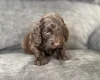 Cockapoo
