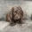 Cockapoo
