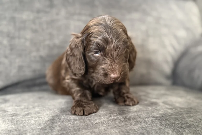 Cockapoo