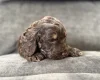 Cockapoo