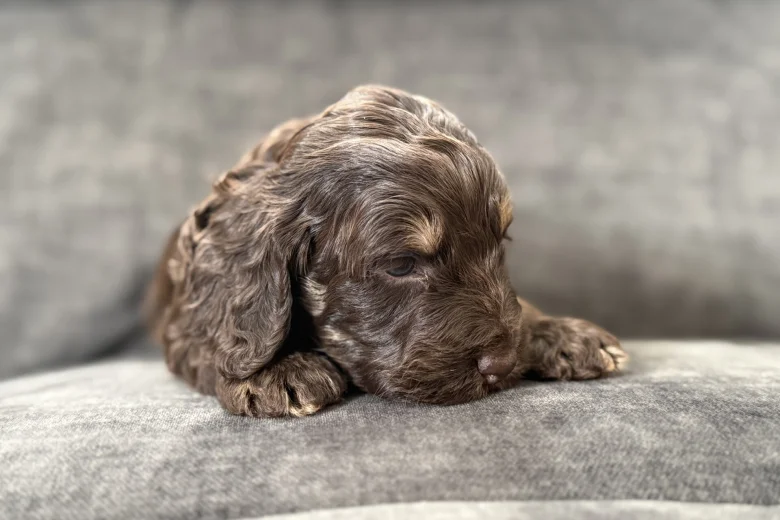 Cockapoo
