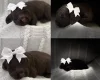 Cockapoo