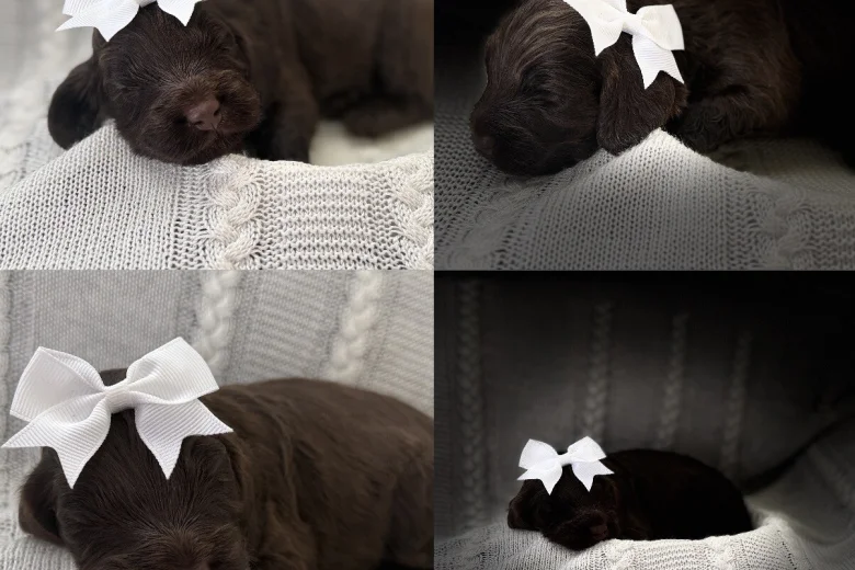 Cockapoo