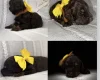 Cockapoo