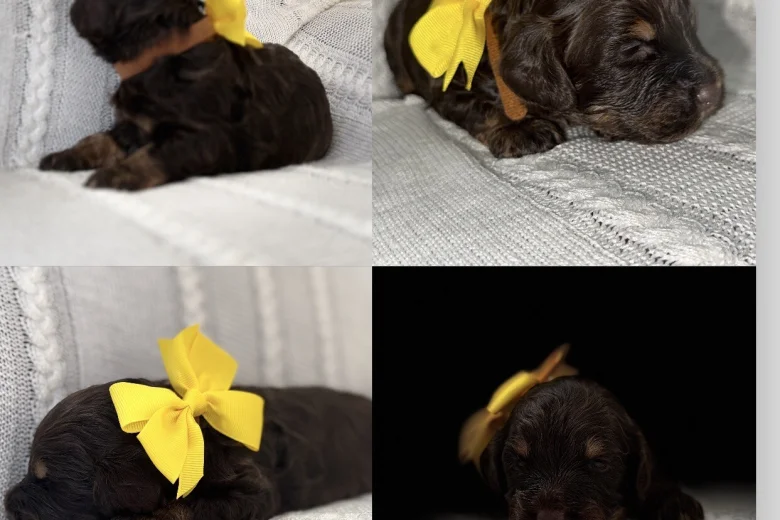 Cockapoo