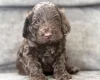 Cockapoo