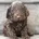 Cockapoo