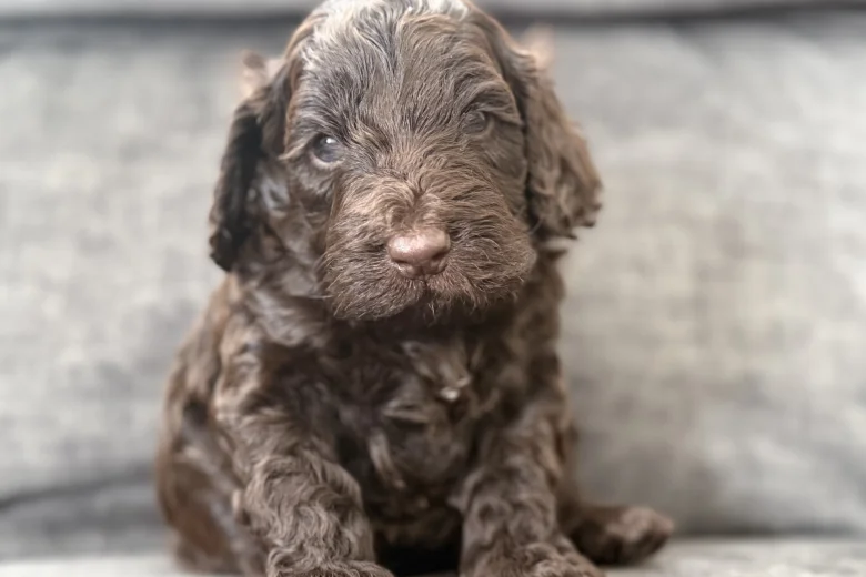 Cockapoo