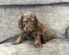 Cockapoo