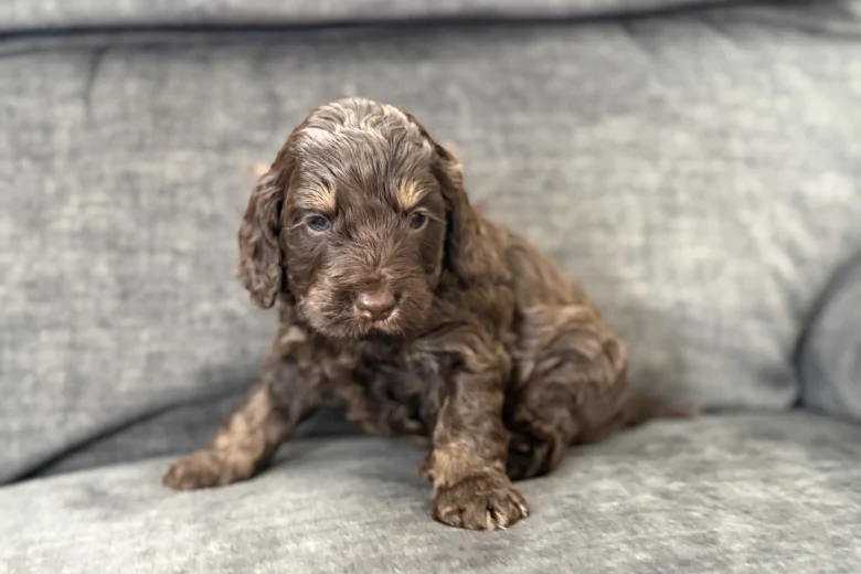 Cockapoo