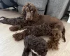 Cockapoo