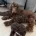 Cockapoo