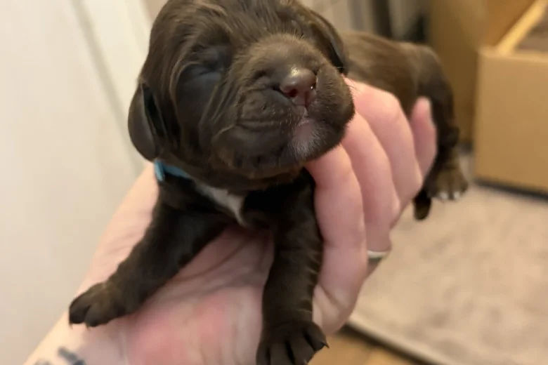 Cockapoo
