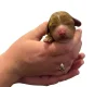 Cockapoo