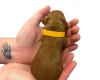 Cockapoo