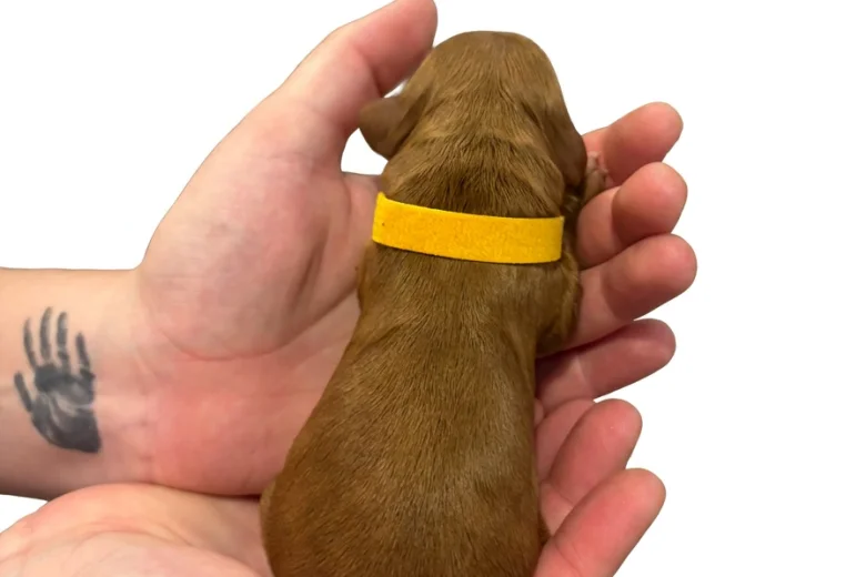 Cockapoo