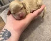 Cockapoo