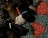 Cockapoo