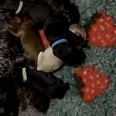 Cockapoo