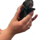 Cockapoo