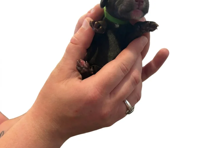 Cockapoo