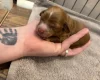 Cockapoo
