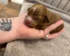 Cockapoo
