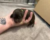 Cockapoo