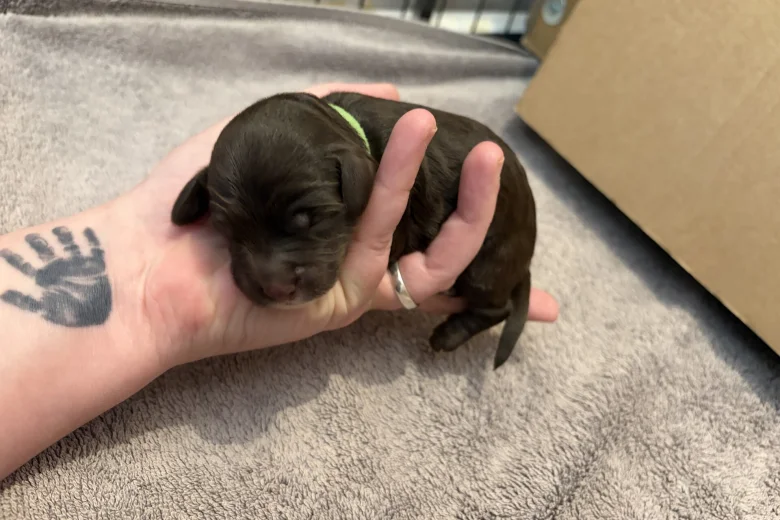 Cockapoo