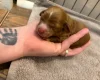 Cockapoo