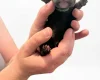 Cockapoo