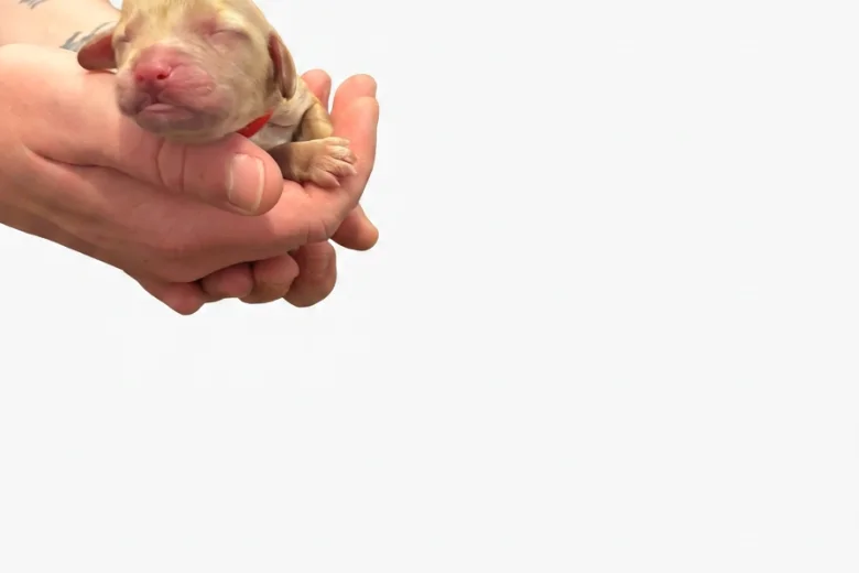 Cockapoo