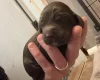 Cockapoo