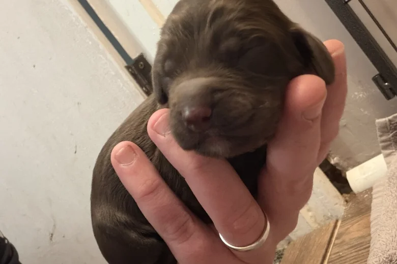 Cockapoo