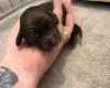 Cockapoo