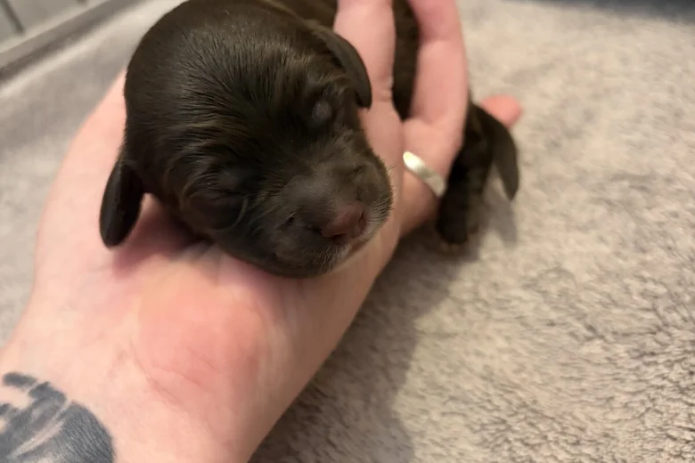 Cockapoo
