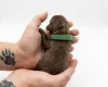 Cockapoo