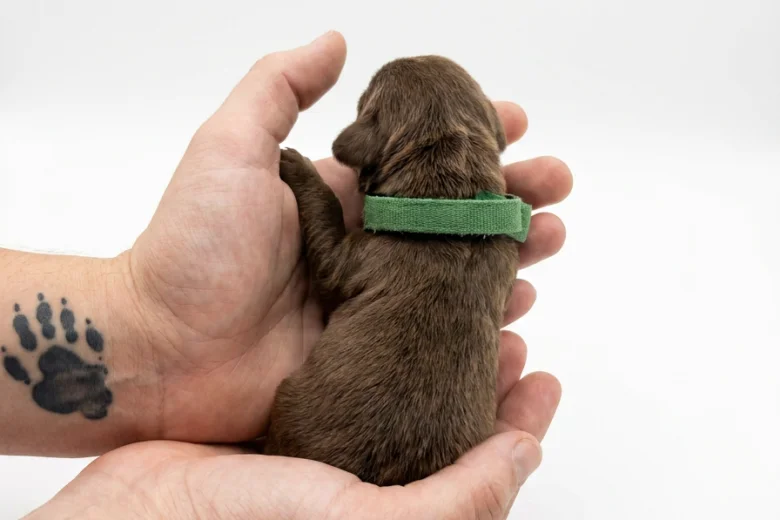 Cockapoo